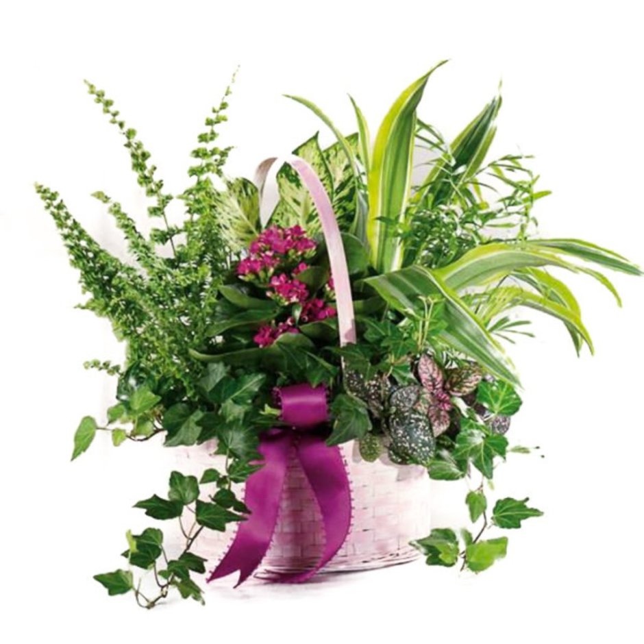 Композиции с горшечными растениями