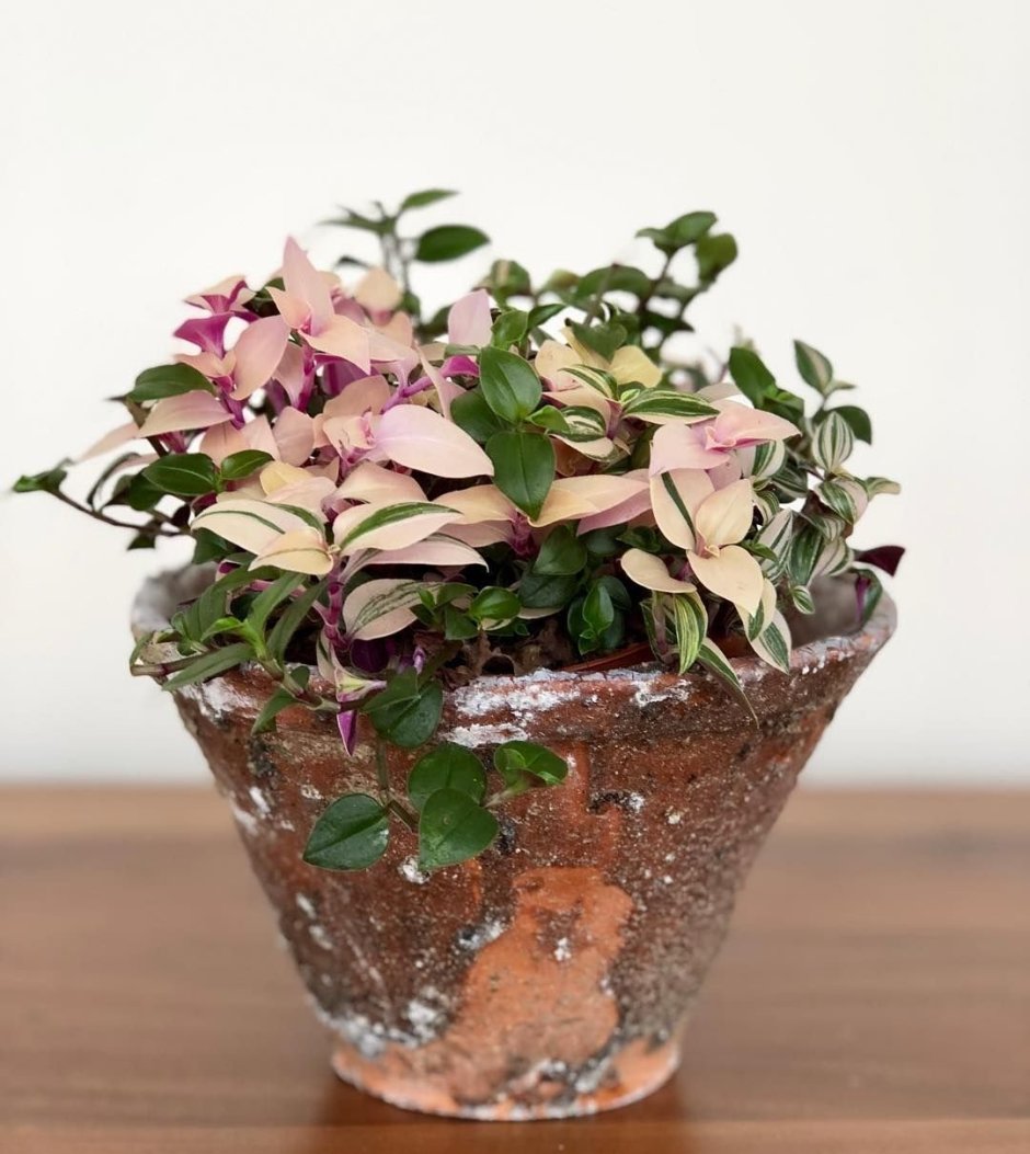 Традесканция флюминенсис