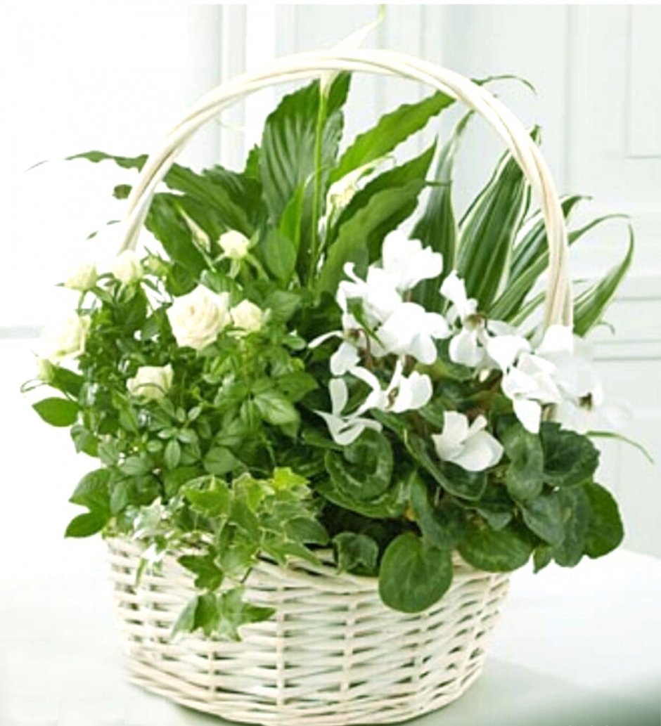 Комнатные цветы композиция