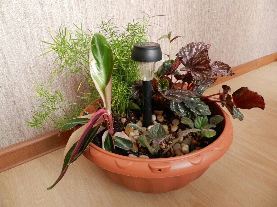 Спатифиллум + фиттония + хамедорея + Хедера