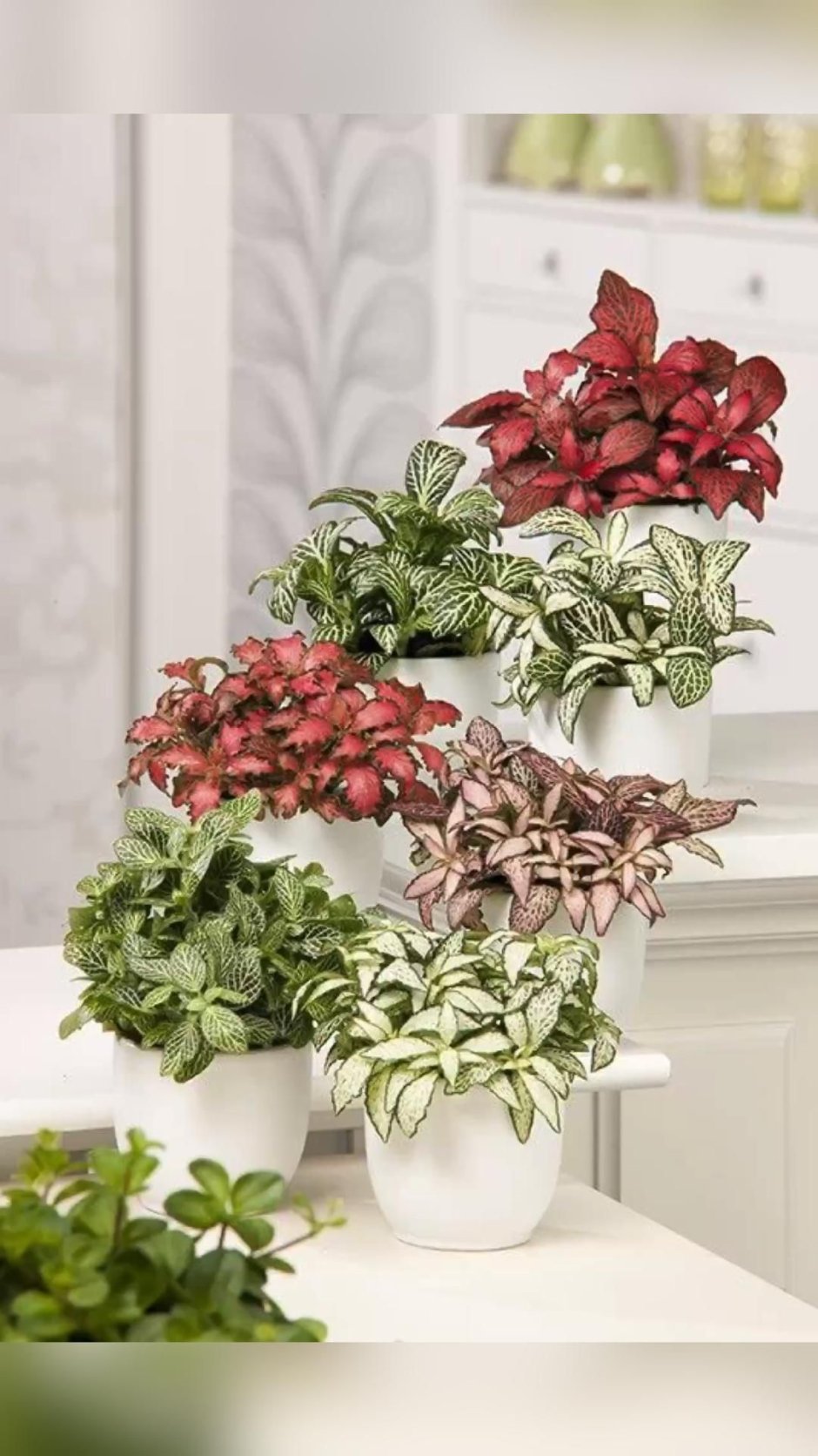 Фиттония в композиции