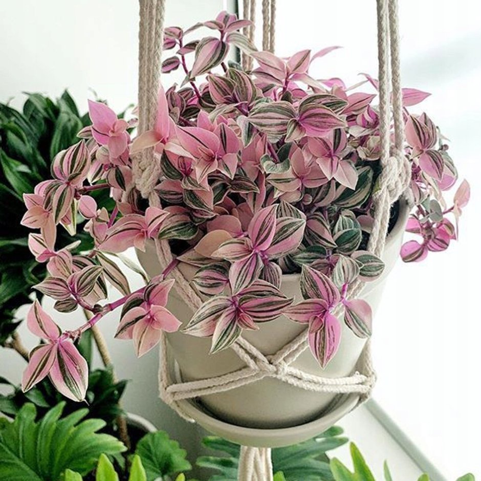 Традесканция квадриколор