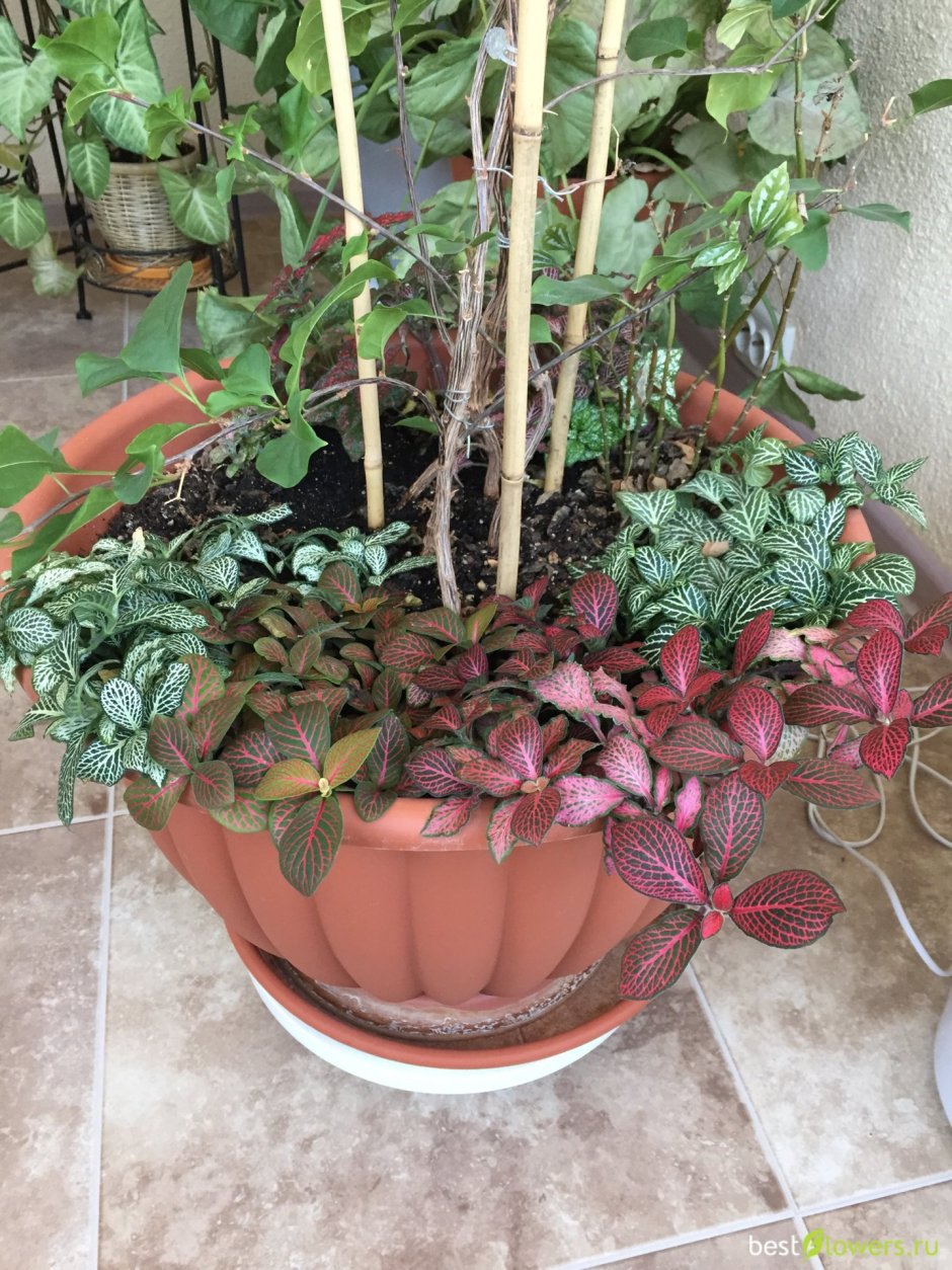 Фиттония и солейролия