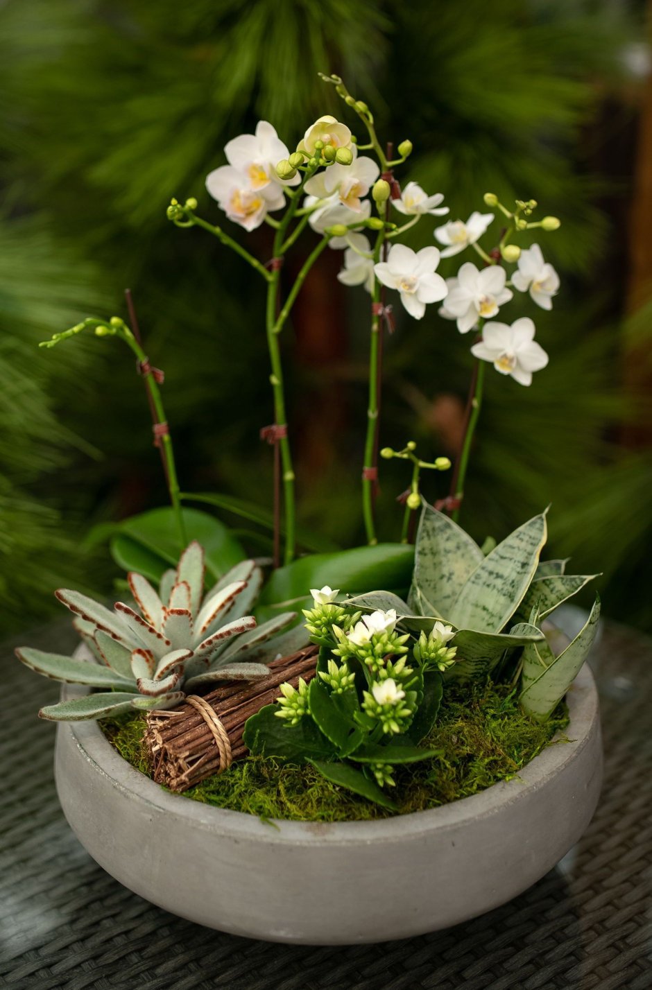 Орхидея с суккулентами