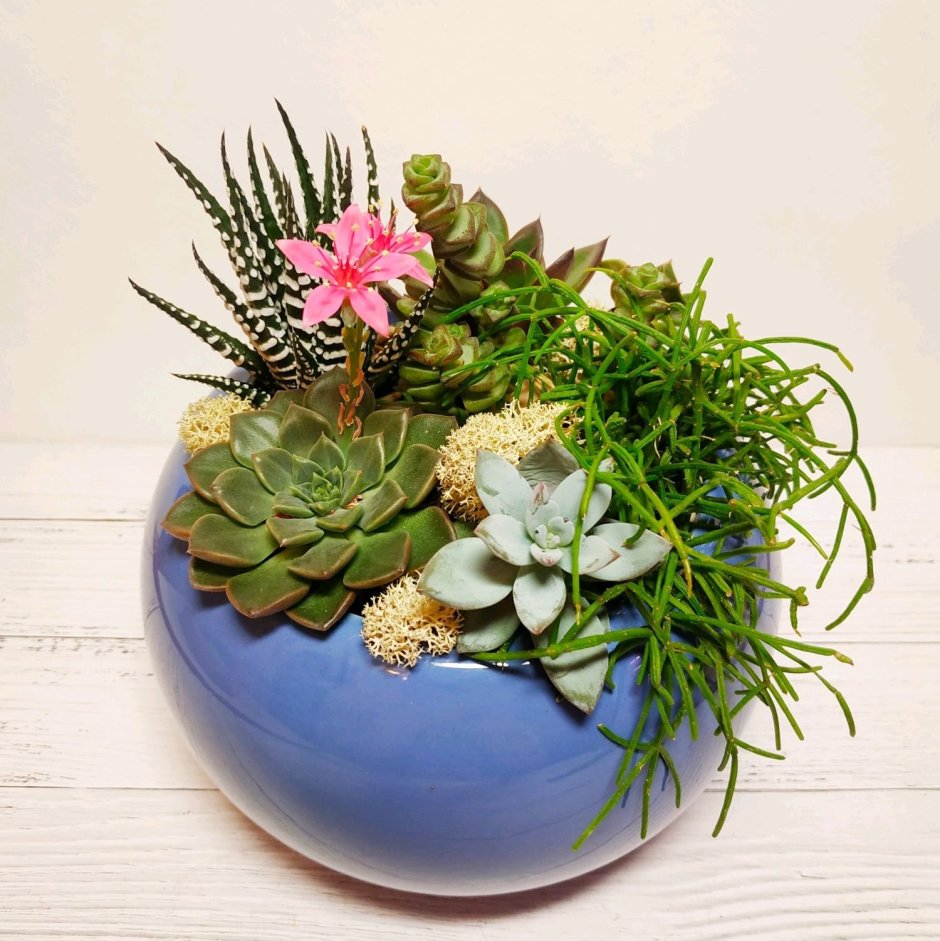 Фитодизайн Суккуленты