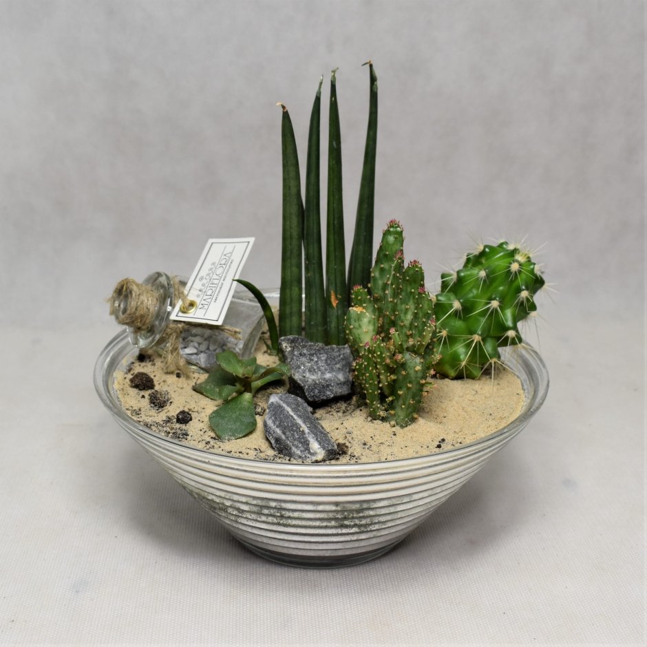 Сансевиерия Ханни композиции