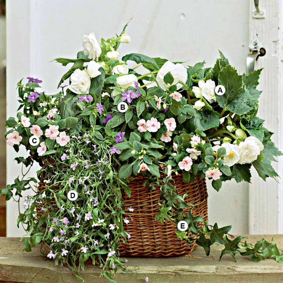 Цветы бегония плющ