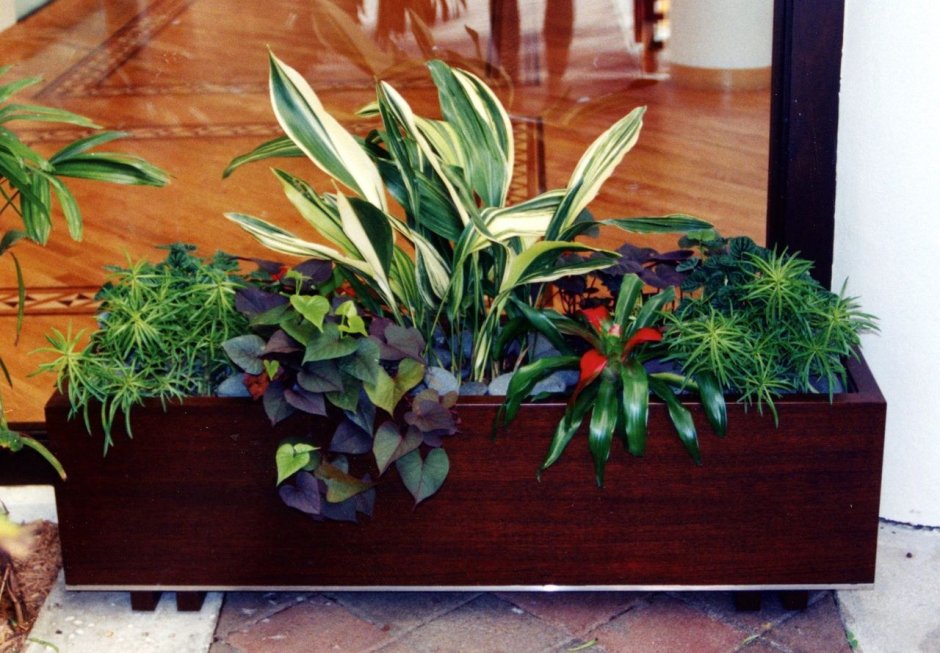 Композиции из комнатных растений