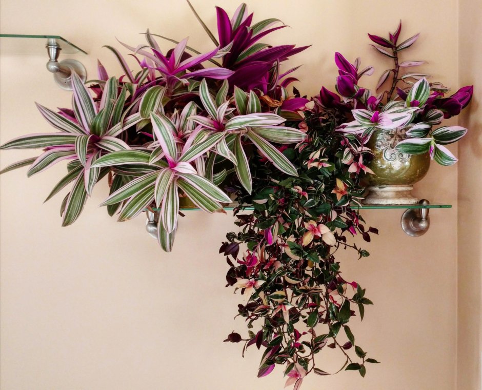 Композиция из традесканций в одном горшке