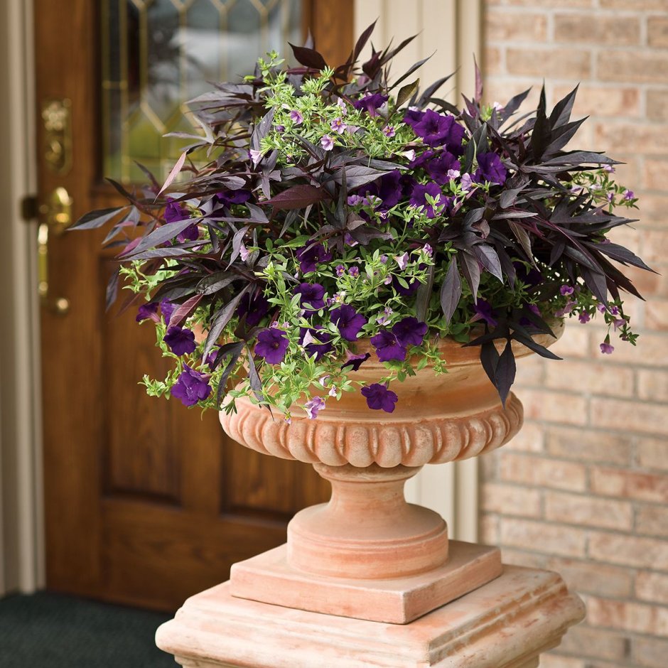 Контейнерное Озеленение ипомея батат колеус