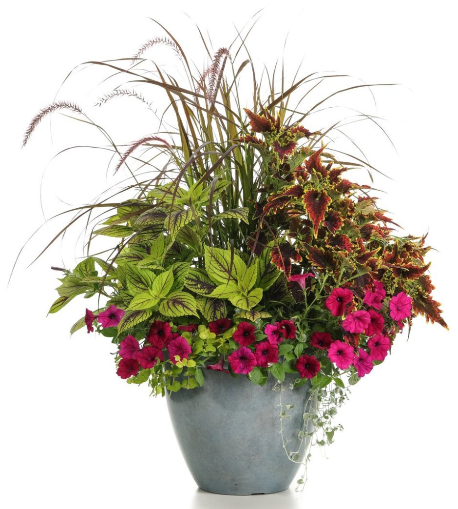 Колеус в кашпо