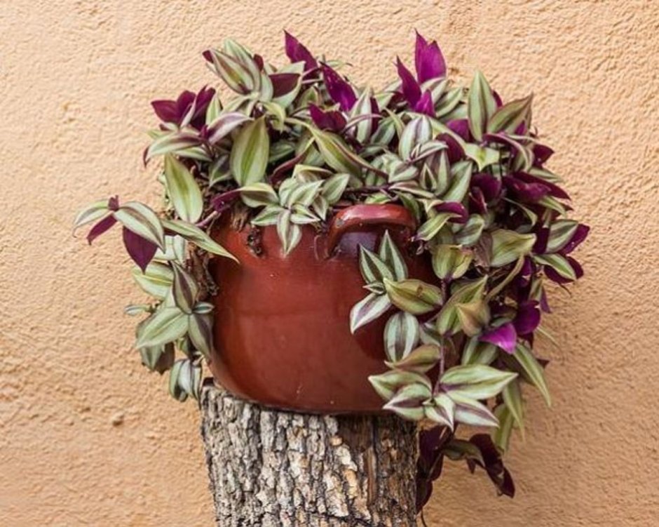 Традесканция в горшочке