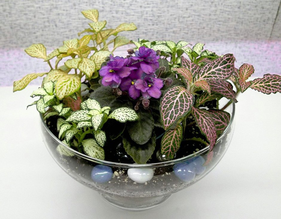 Фиттония ампельная