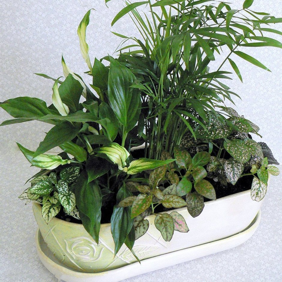 Хамедорея и сингониум