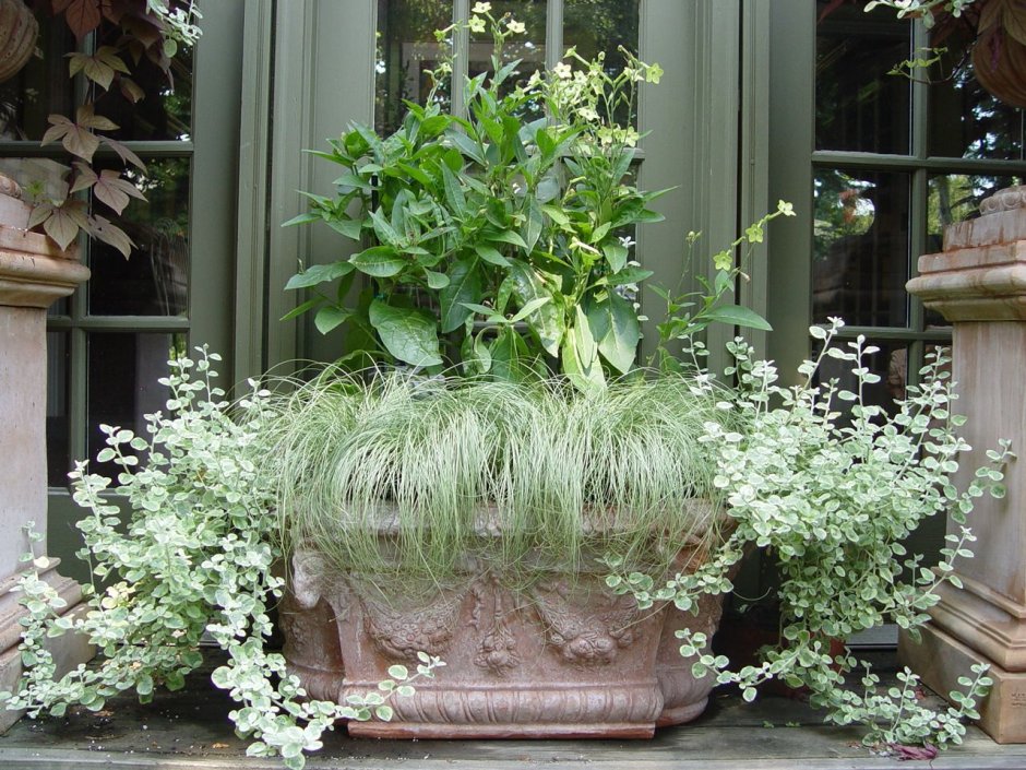 Хлорофитум овсяница кашпо