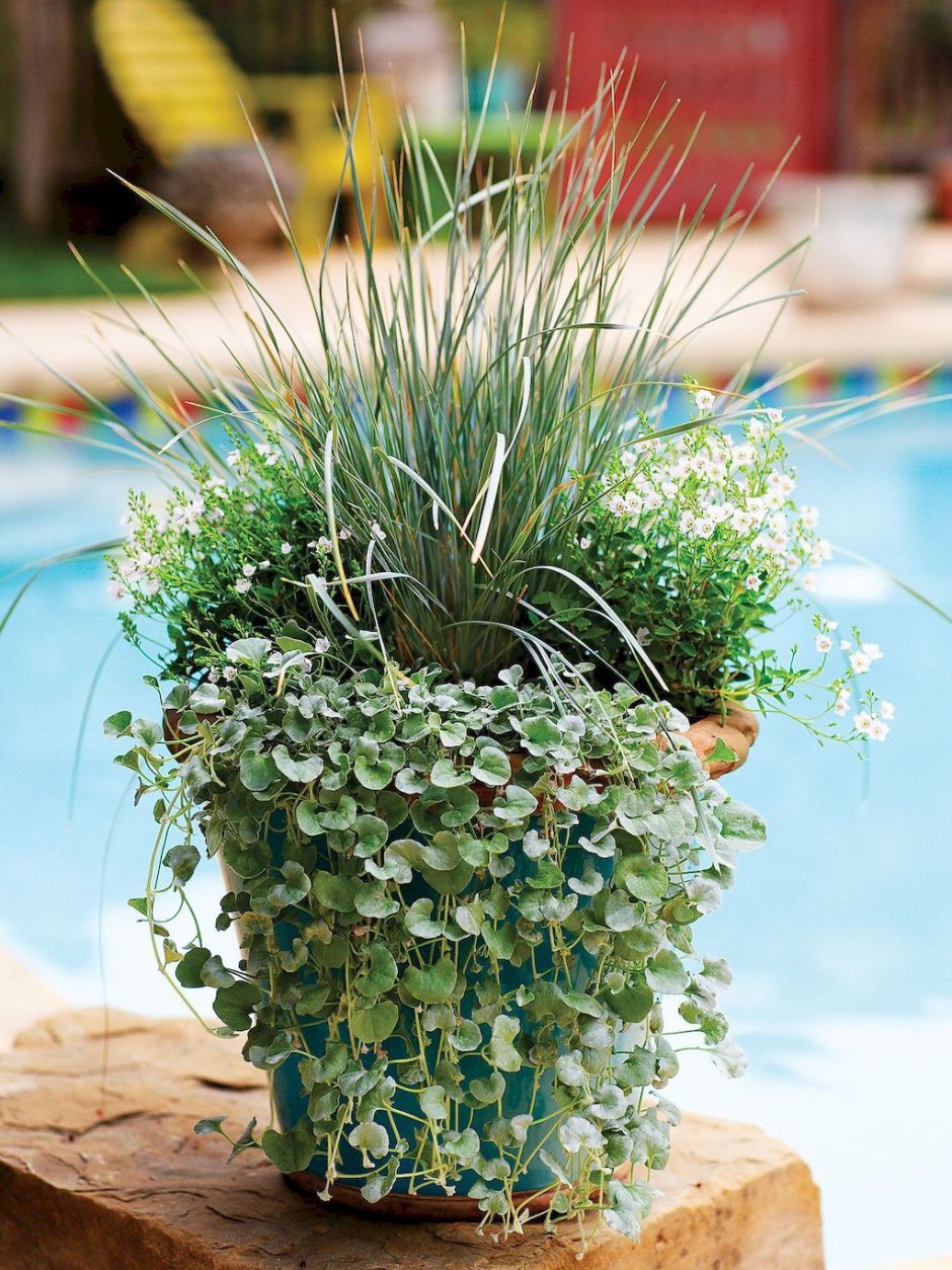 Дихондра ползучая