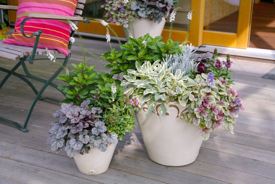 Композиции с традесканцией