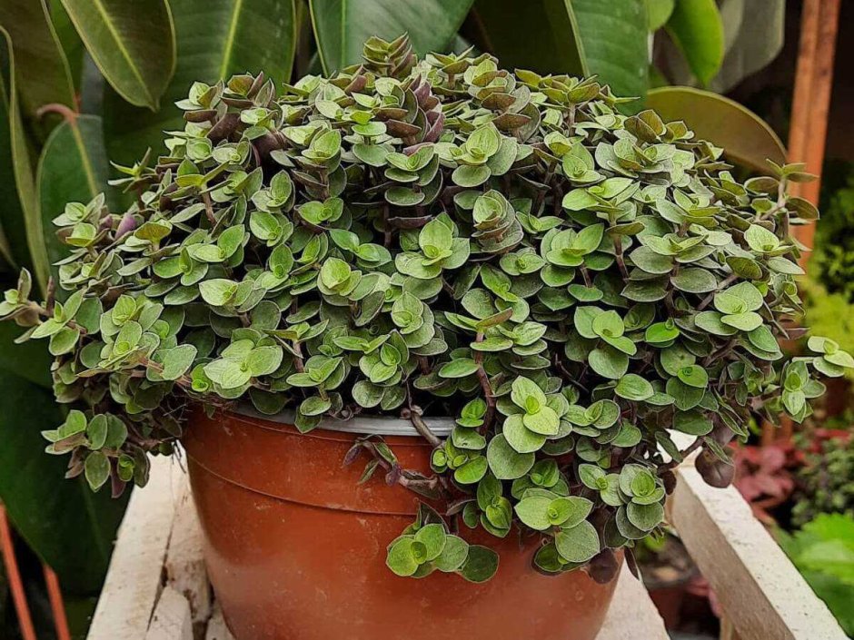 Традесканция мелколистная каллизия ползучая