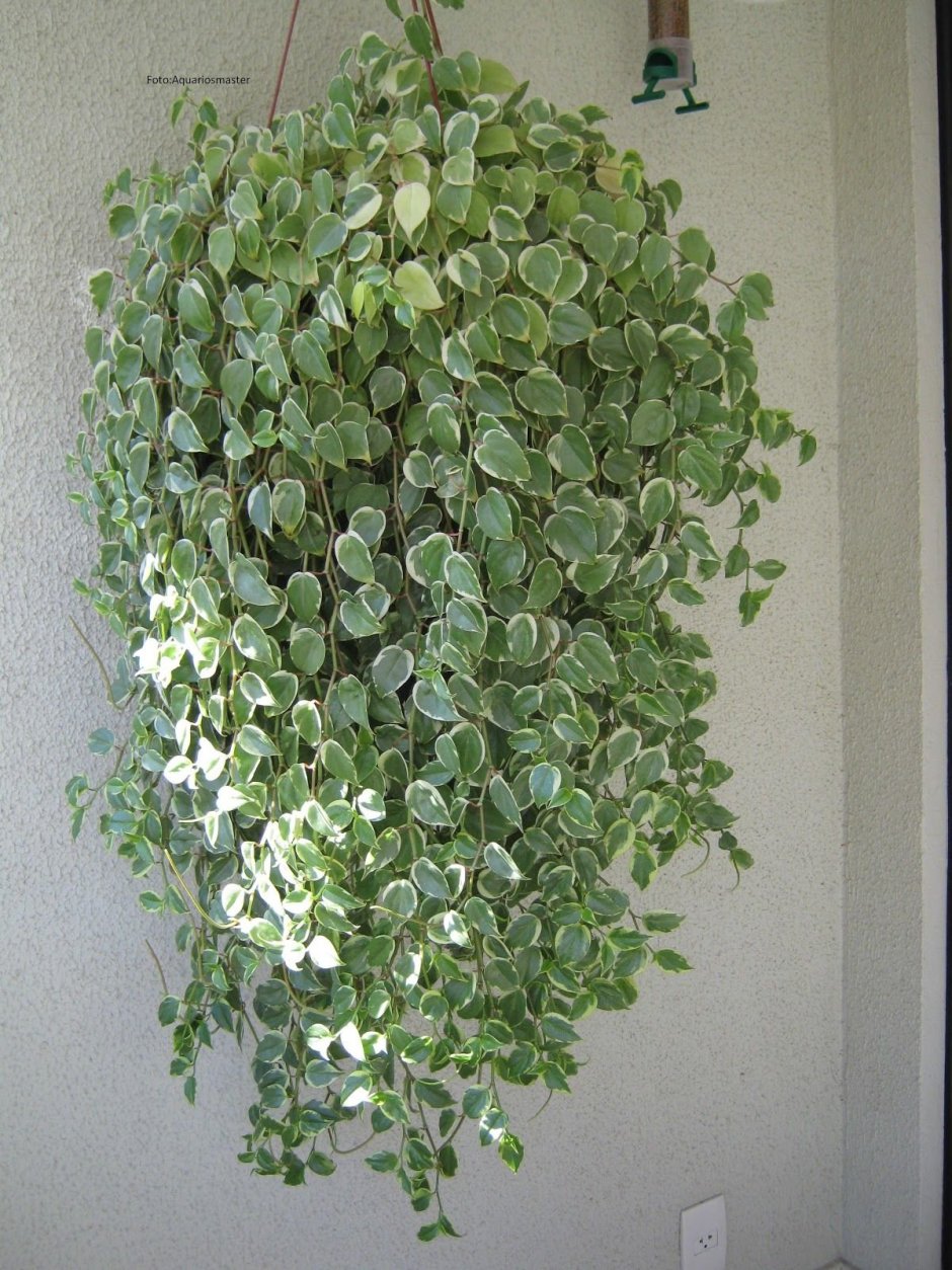 Традесканция ампельная мелколистная