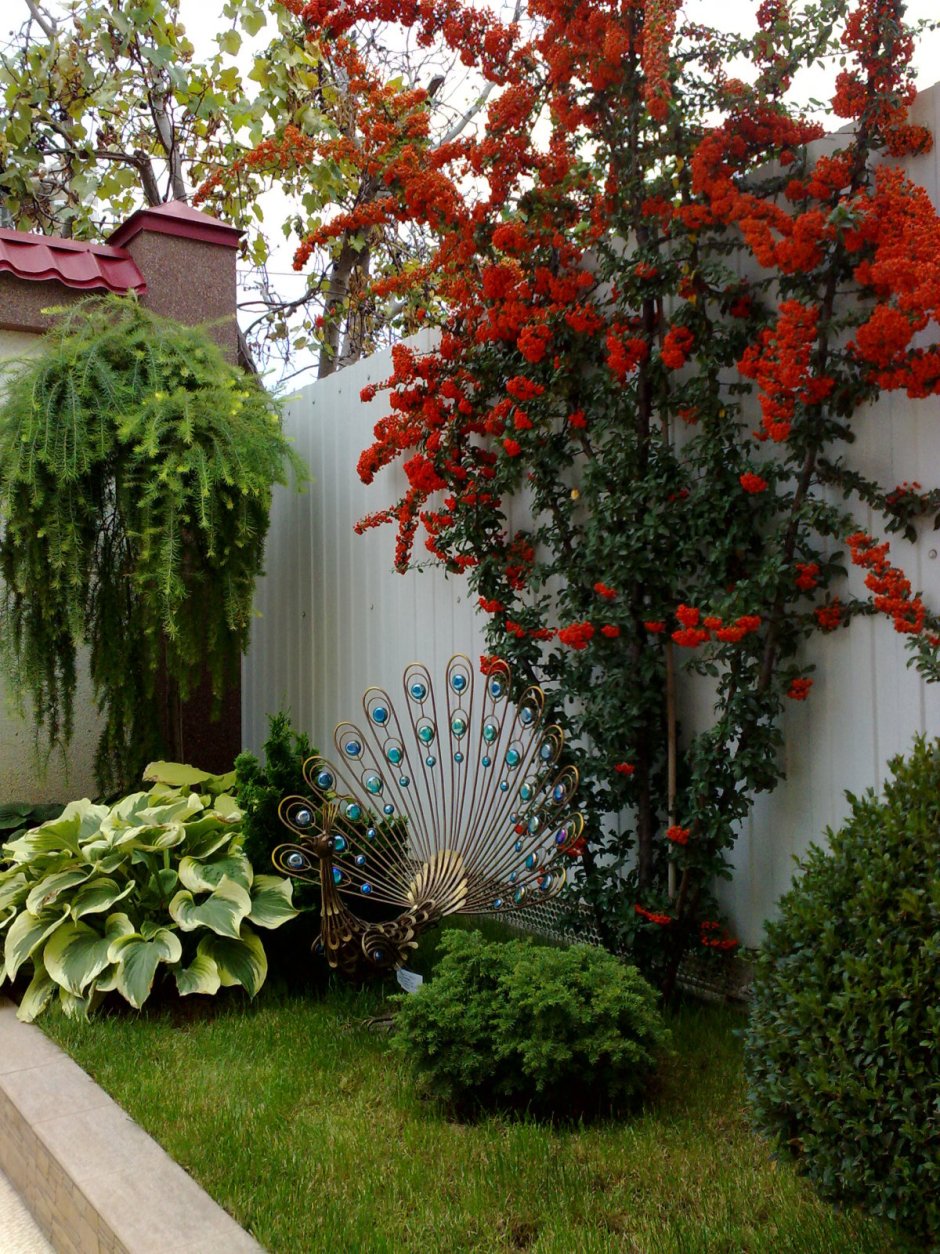 Пираканта кустарник