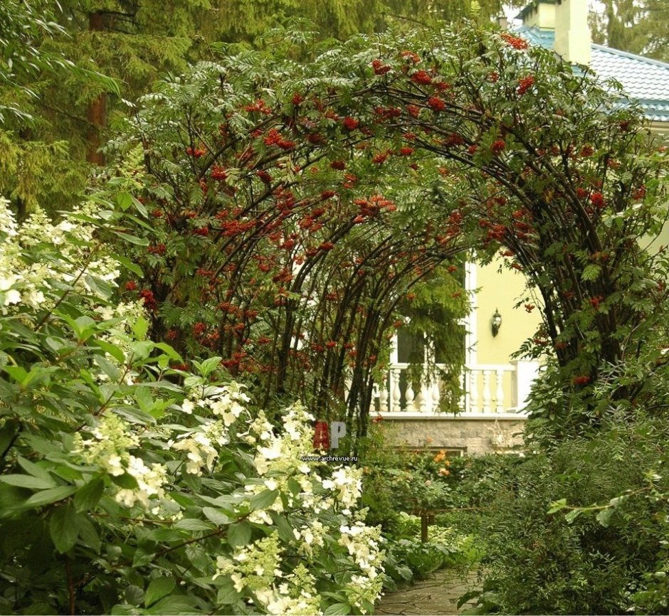 Лимонник китайский Живая изгородь