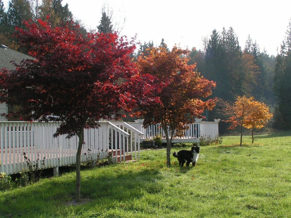 Рябина Титан в ландшафтном