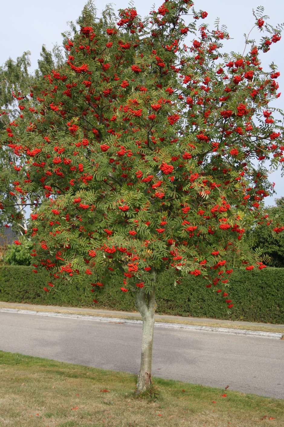 Рябина обыкновенная Sorbus aucuparia