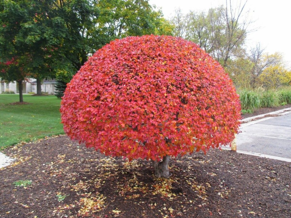 Клен Гиннала шаровидный