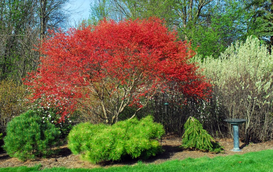 Клен Гиннала куст