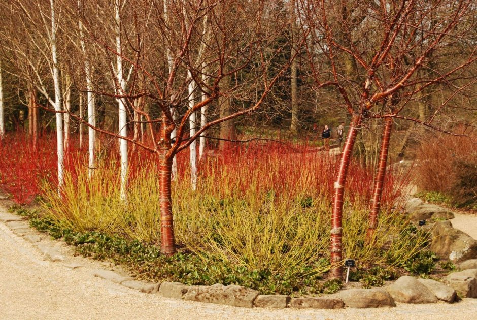 Дерен зеленокорый