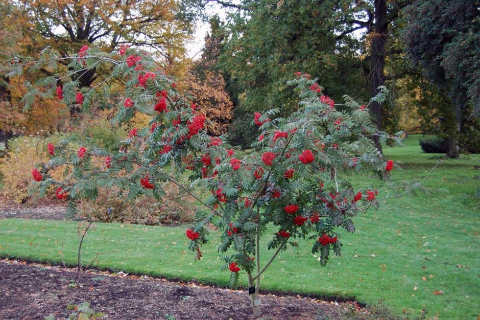 Рябина кустовая низкорослая