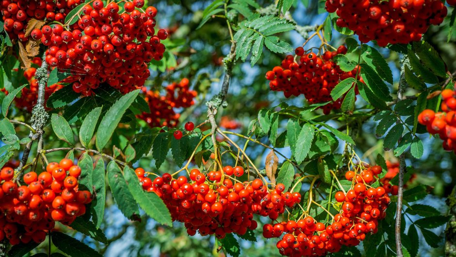 38. Рябина обыкновенная (Sorbus aucuparia)