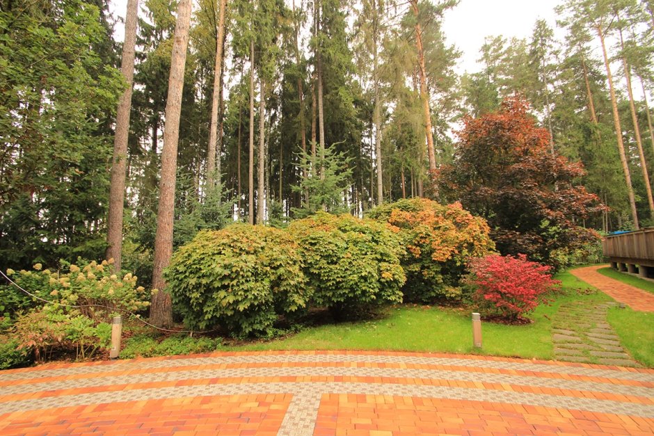 Рябина в ландшафтном дизайне