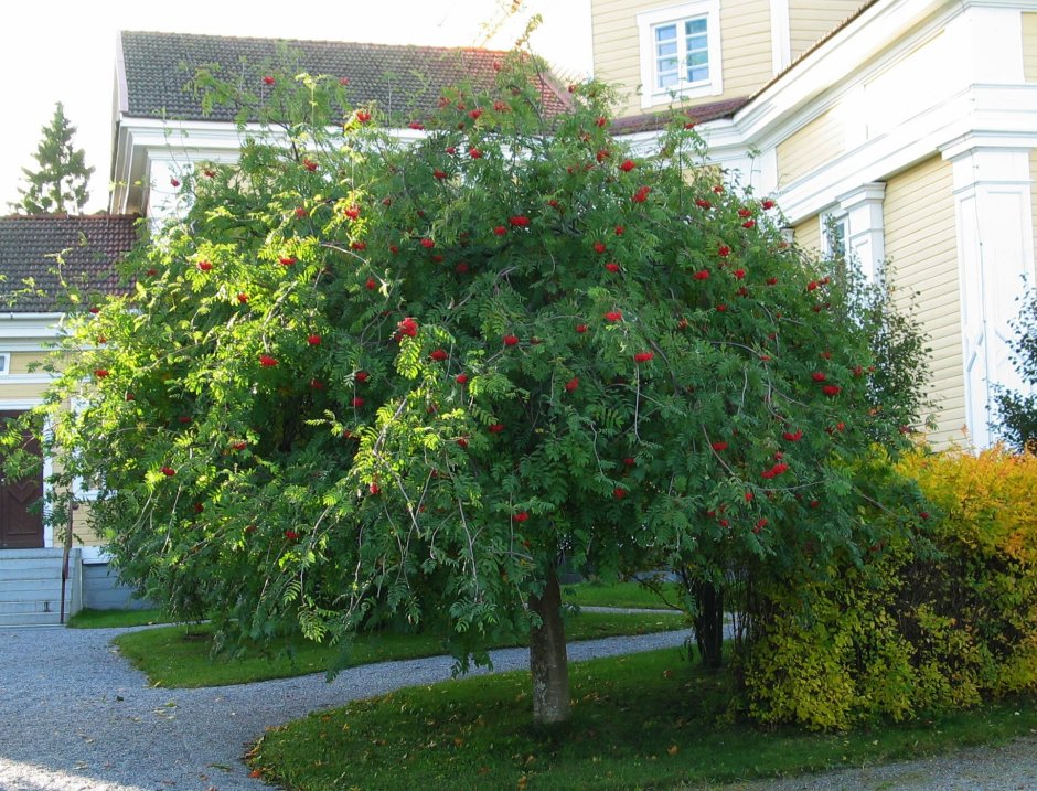 Рябина обыкновенная pendula