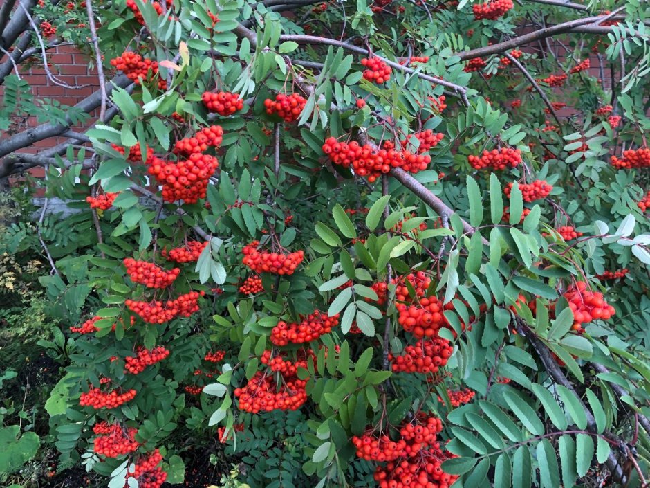 Рябинник рябинолистная сорт Сэм