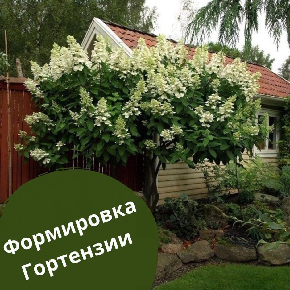 Гортензия Киушу штамбовая