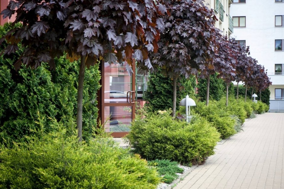 Клен Глобозум красный