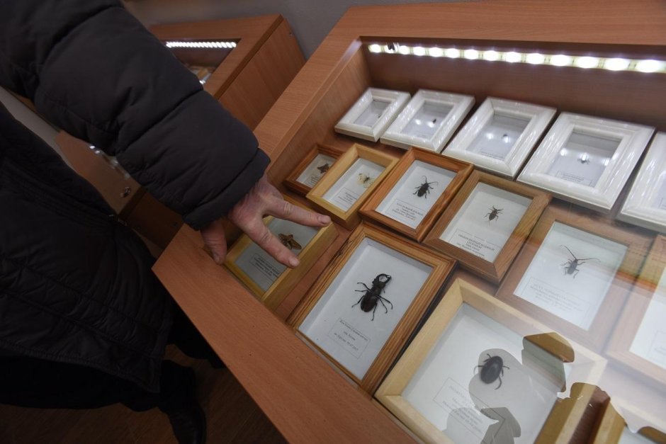 Экспонат Графика в музее