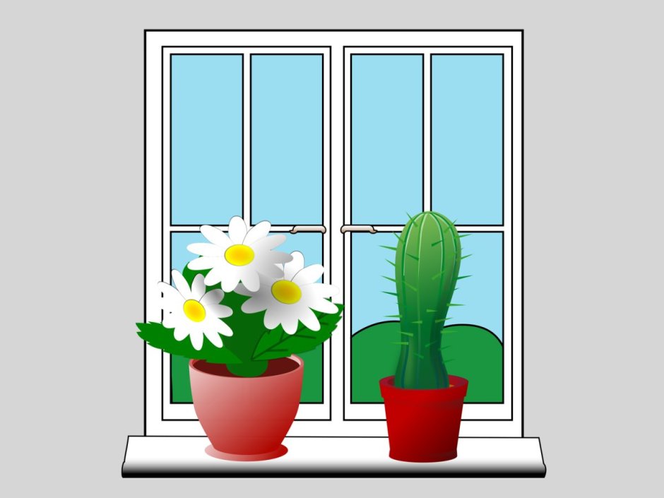 Цветы на подоконнике для детей