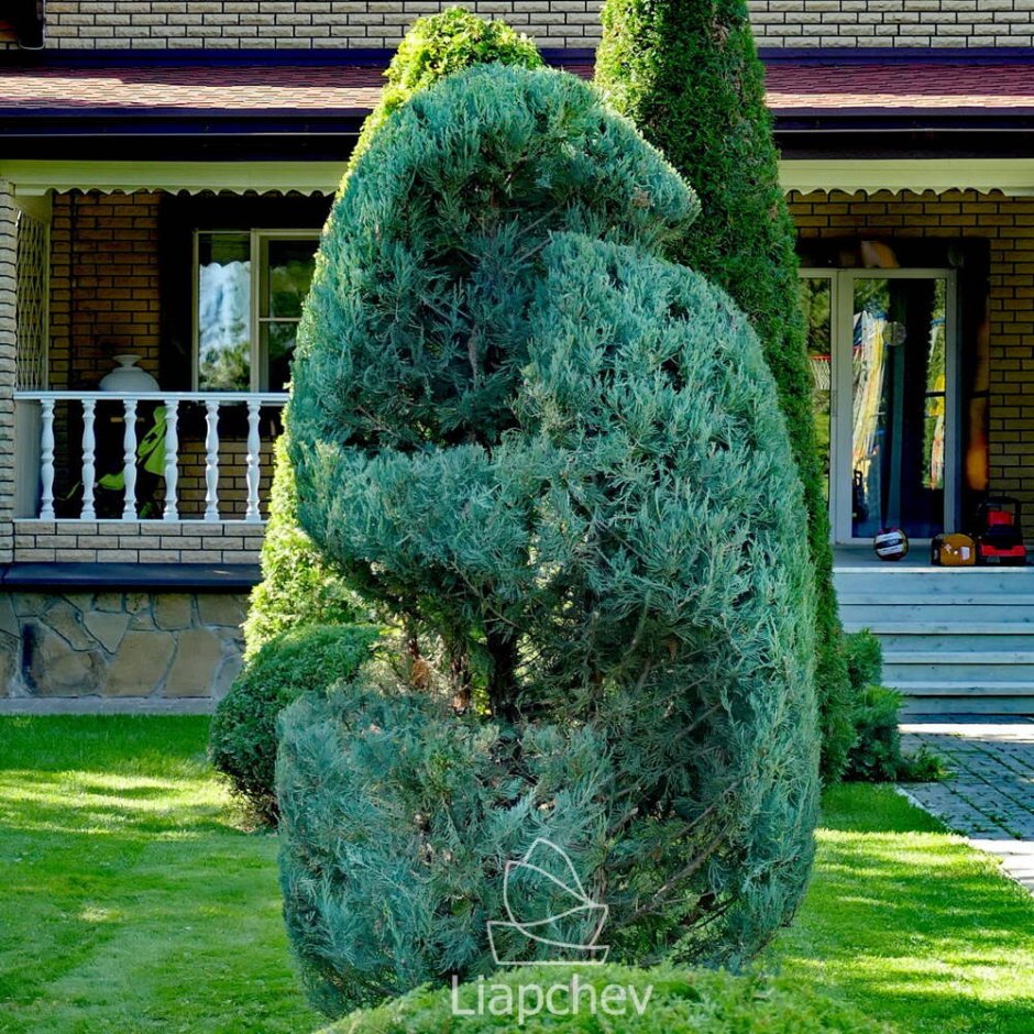 Тис ягодный топиарная стрижка