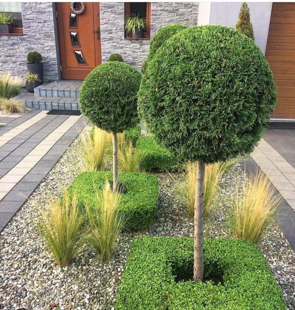 Туя Даника на штамбе