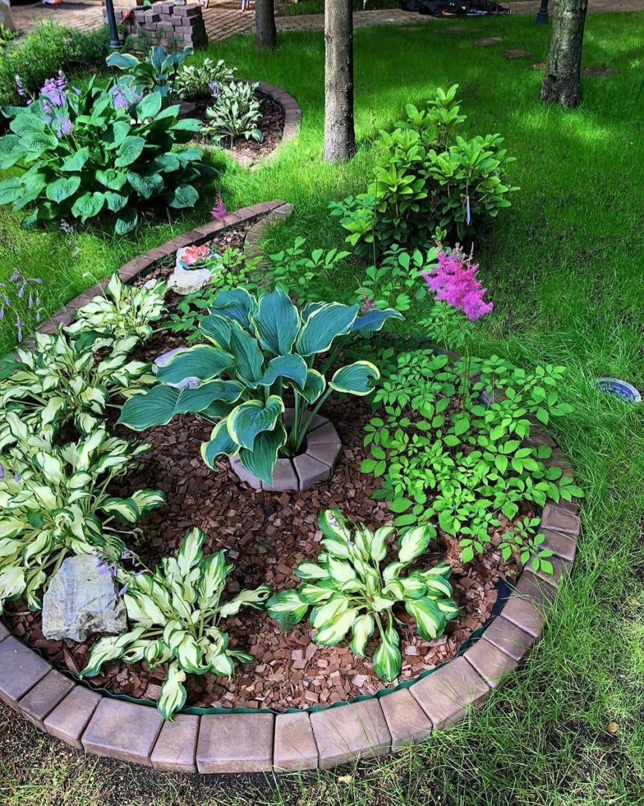 Клумба мульча туи, хосты