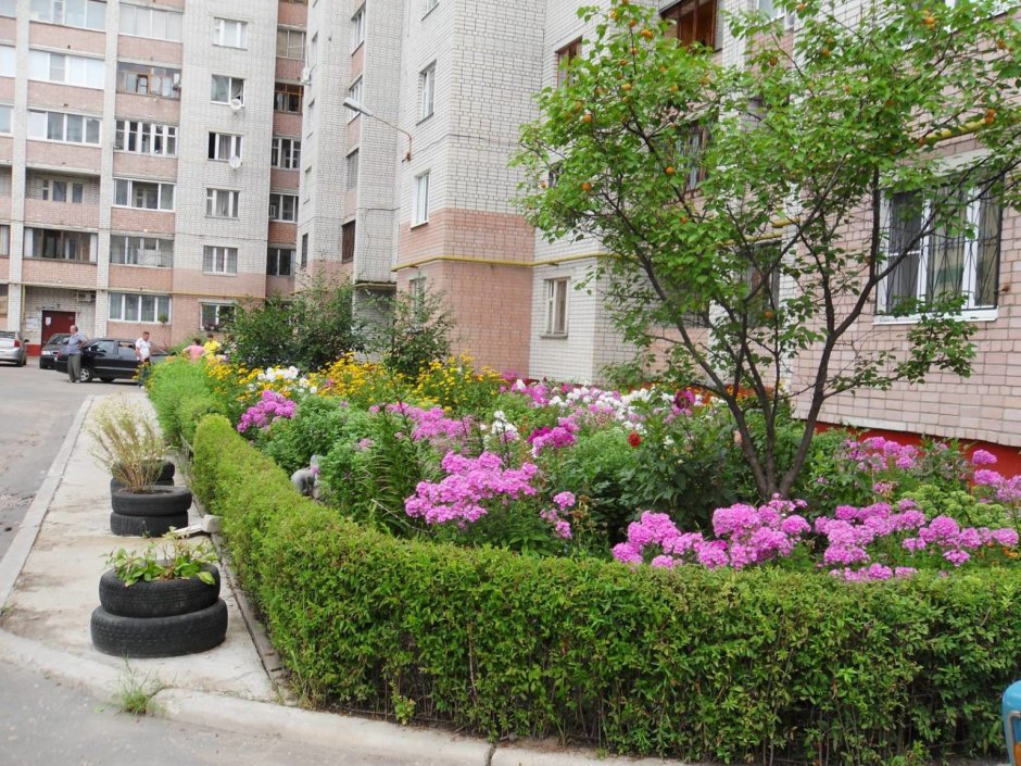 Озеленитель придомовой территории