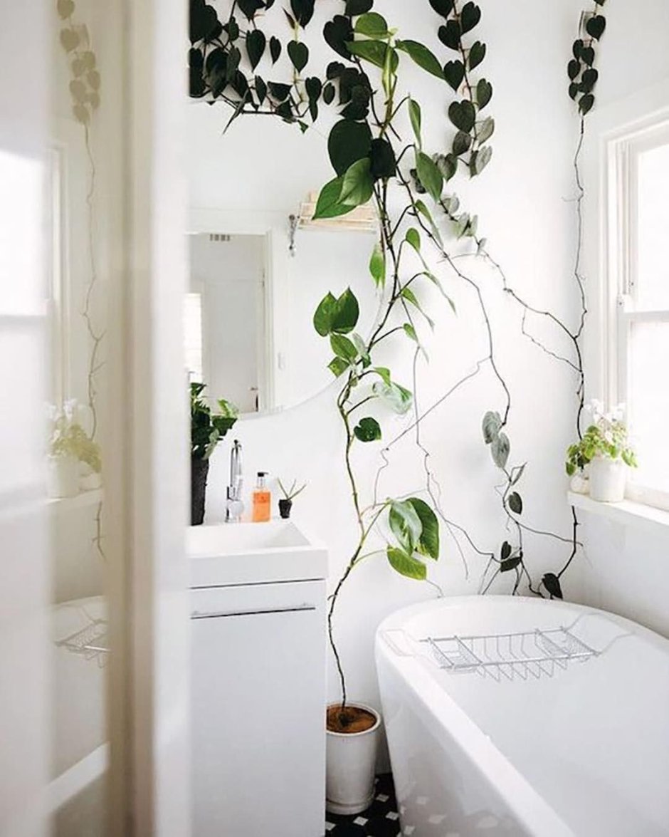 Растения для ванной комнаты без окна