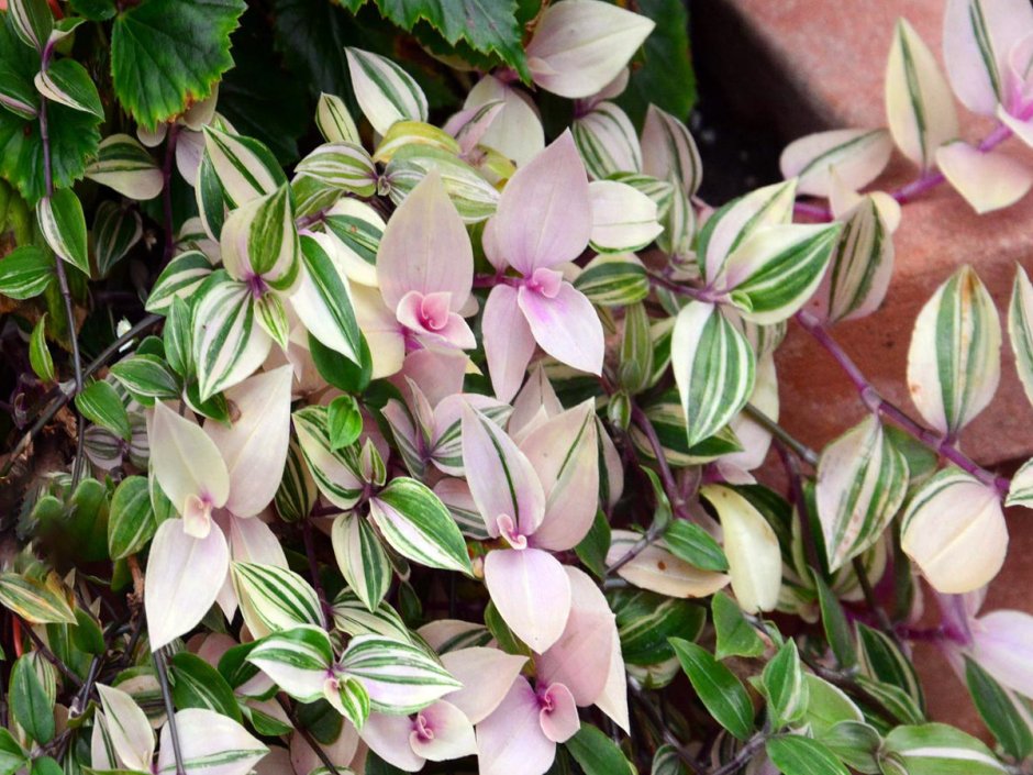 Традесканция Королевская