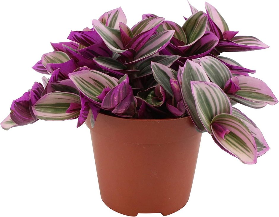 Традесканция на белом фоне