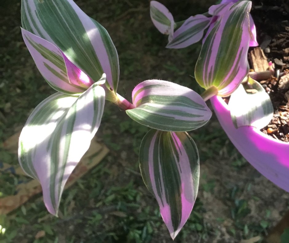 Традесканция Fluminensis Lilac