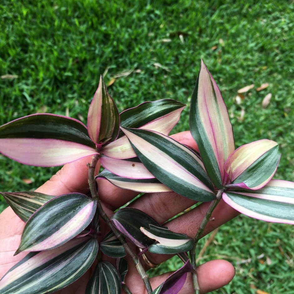 Традесканция Пинк Джой