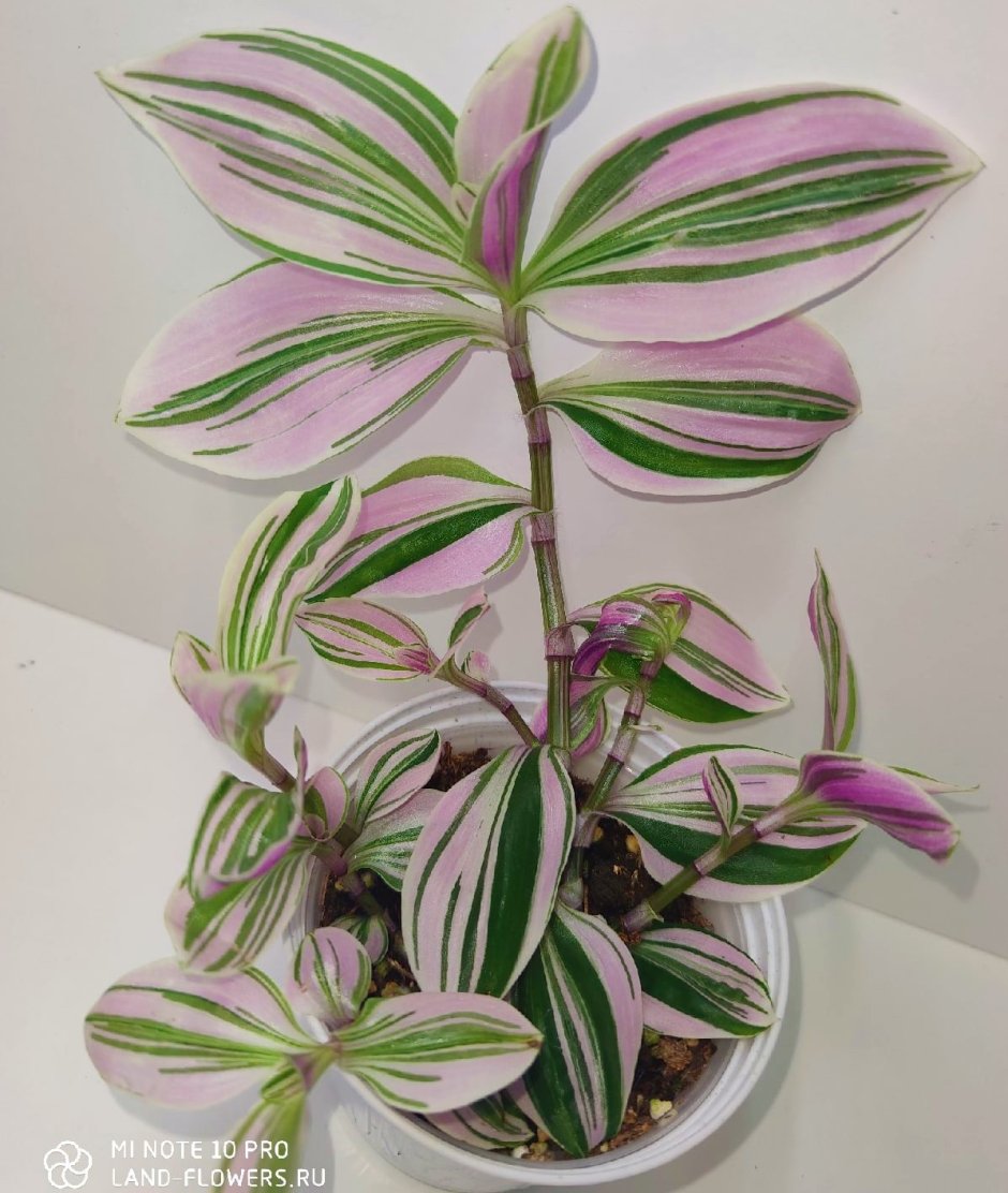 Кампелия занония Grin