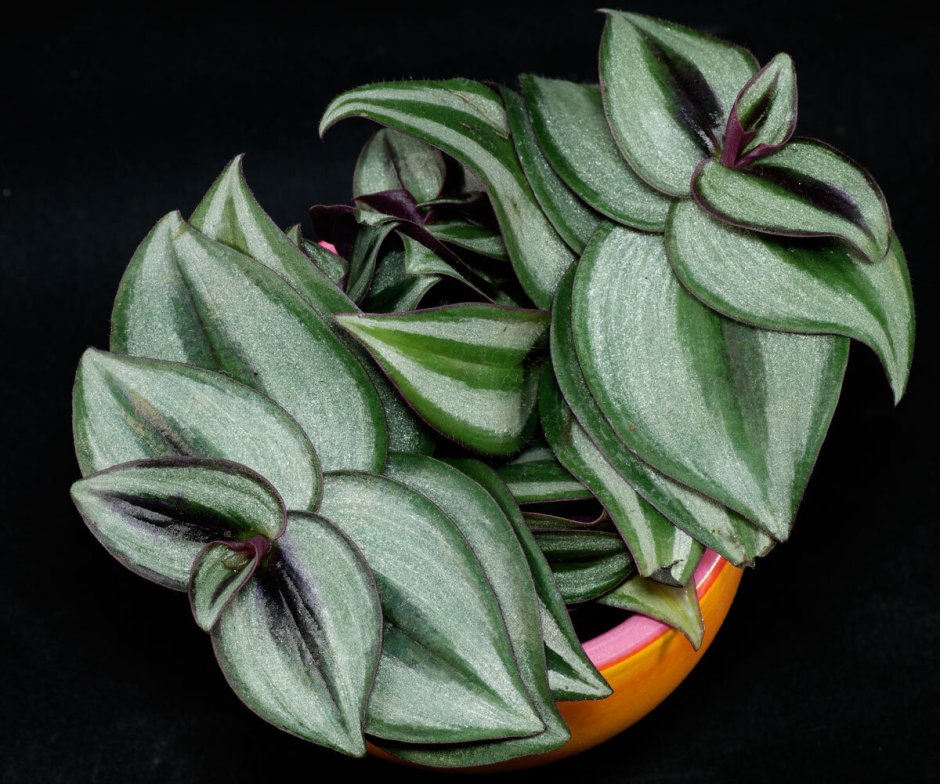 Зебрина Silver Lady